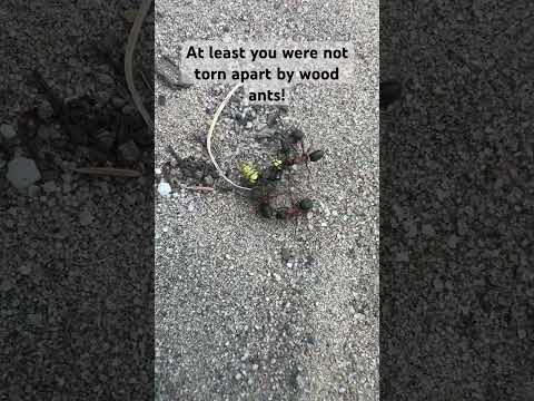 Nature's Fury: Wood Ants vs. Wasp Showdown! #wildlife #macro