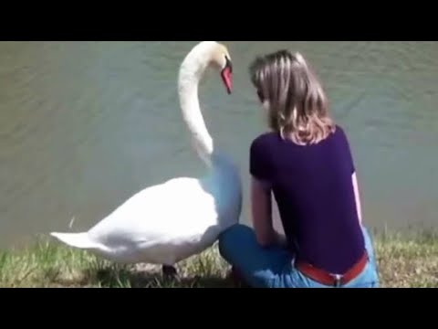 Girl Fed Swans for Years. Then One Day, They Gave Her an Unexpected Gift in Return!