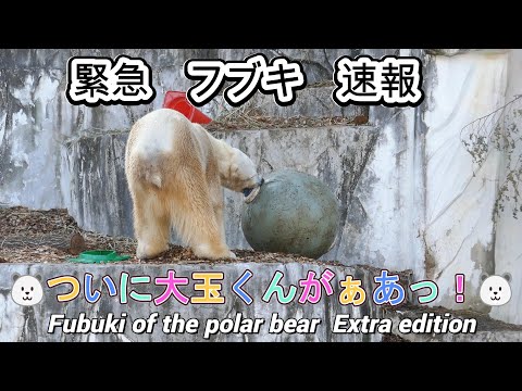 緊急　フブキ　速報🐻‍❄️ついに大玉くんがぁあっ！🐻‍❄️（東山動植物園）Fubuki of the polar bear Extra edition