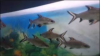 Beautiful fishes in science city | The largest science centre in the Indian subcontinent | Sciece