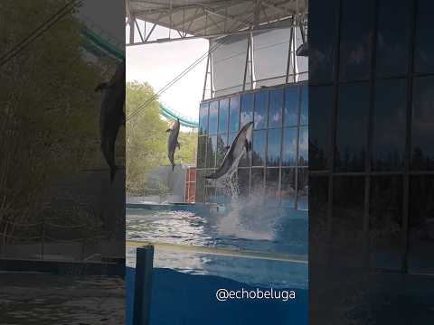 Li'i the Pacific white-sided dolphin doing his thing 💕🐬