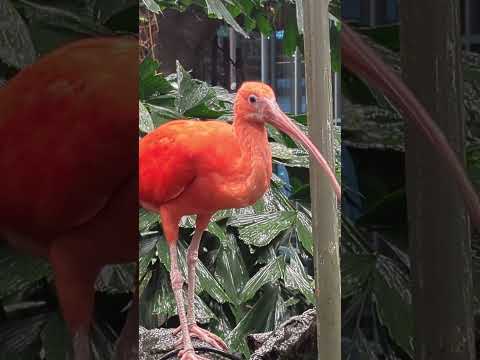 Scarlet ibis aka Red beaked Ibis (Eudocimus ruber) - Tropical Rainforest #nature #sweden #gothenburg