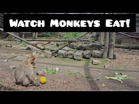 MONKEY  EATING  SHOWDOWN LIVE! #monkey #monkeys #monkeyvideo #zoo #aachen #germany #animals #animal