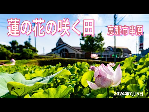 蓮の花の咲く田（串原） 2024年7月5日