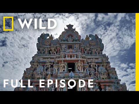 Modern and Mystic (Full Episode) | India From Above | Nat Geo Wild