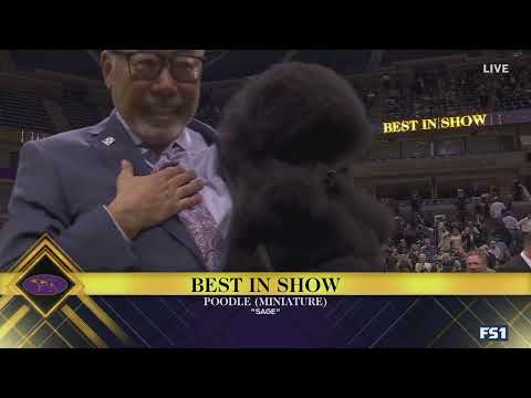 Sage the Miniature Poodle wins Best in Show | Westminster Kennel Club