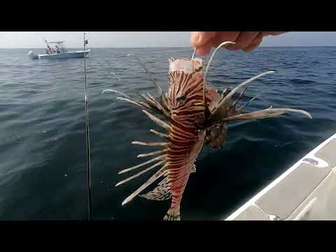 WHAT DID I CATCH??  OFFSHORE FISHING NE FLORIDA