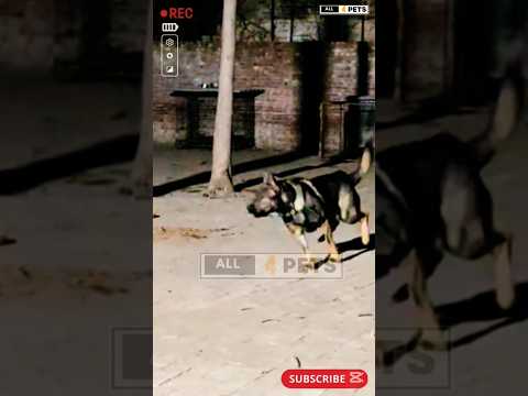 Aggressive German Shepherd dog on Duty #youtubeshorts #shorts #ytshorts #dog #germanshepherd