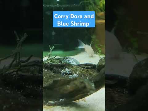 Corry Dora and Blue Shrimp #corydoras #shrimpkeeping #shirmp #blueshrimp #shrimpkeeping #fishtank