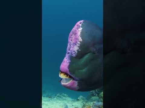 Bumphead parrotfish at a cleaning station in Sipadan, Sabah, Malaysia.