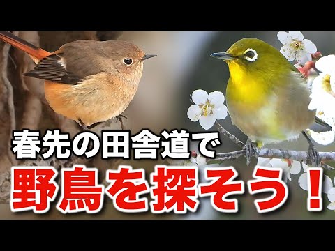 これは美しい！野鳥が魅せる豊かな生態を観察しよう！