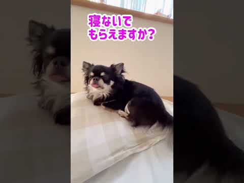 飼い主の枕をぶんどるうちのチワワ#shorts #チワワ #チワワと暮らす #funnydogs #dog #犬のいる生活 #cutedogs #可愛い