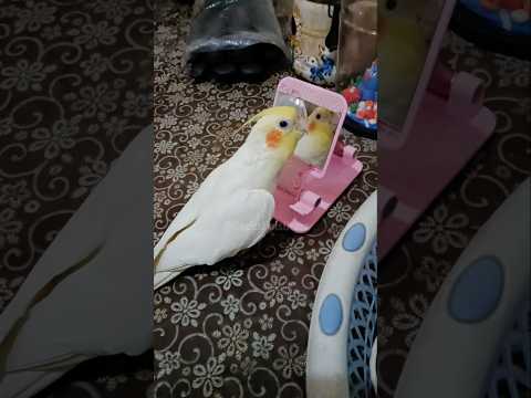 Adorable Cockatiel Milo's Cute Melodies 🎶🦜🥰 #cockatielscraze #cockatiel #birdsinging