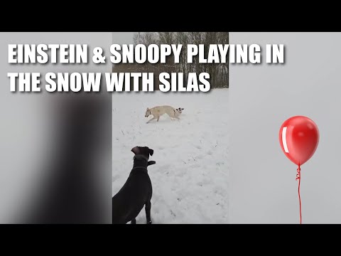 Einstein & Snoopy Update - Playing in the snow with Silas