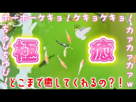 【メダカ】極癒🤤めだかはどこまで癒してくれるの⁉️鳥のさえずり天然BGM🐦ビオトープ#飼育 #ベランダ#ウグイス#ミッドナイトフリル#睡眠