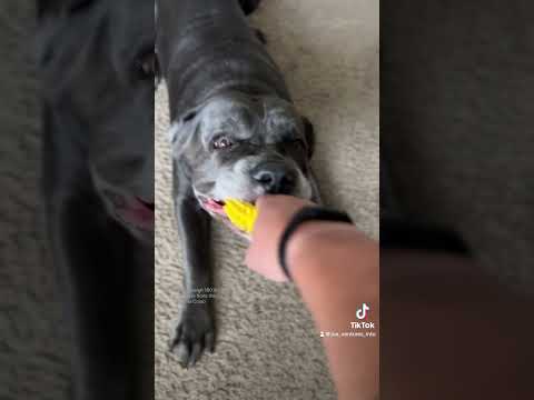 Playtime 😅 Kona the Cane Corso #canecorso #play #pets