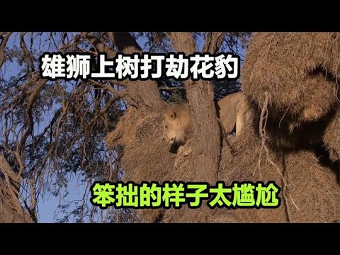 狮子上树“打劫”花豹，直接抢了豹子午餐，花豹敢怒不敢言