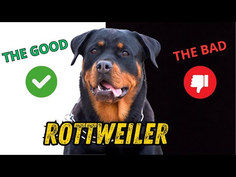 Rottweiler Ownership: The Good, The Bad & The Ugly! 🐕🔥