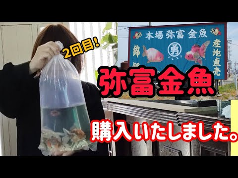 [金魚]　[弥富金魚]　金魚購入して　本水槽へ迎えるまでのルーティン…　購入した金魚が産卵までも…#金魚 #金魚水槽 #goIdfIsh