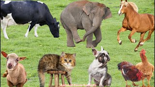 Animal Sounds: Cow, Cat, Elephant, Goat, Dog, Chicken, Pig, Horse - Animal Sounds