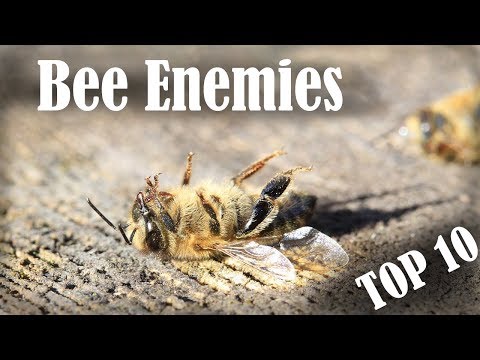 Top 10 Bee Enemies (Part 1)