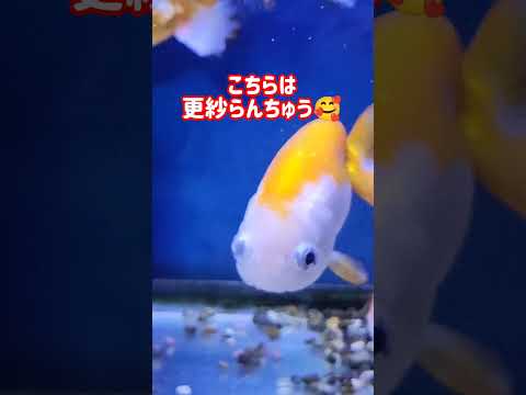 [金魚]　らんちゅう達　皆んな元気100%　#goidfish