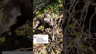 "Aboose" #canecorso #italianmastiff #mastiff #salmoncreekcanecorso #dogs #corso #pnwdogs #bigdogs