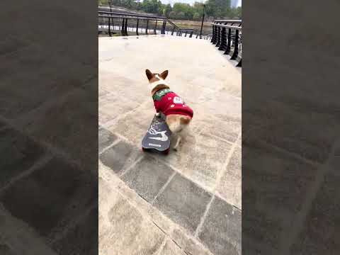 #corgi smooth #skateboarding ! #skateboardingdog #smartdogs