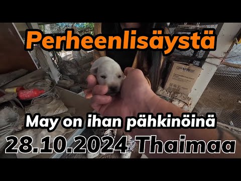 Yllättävä Perheenlisäys - Nytkö Meillä On Jälkipolvi 28.10.2024 Thaimaa