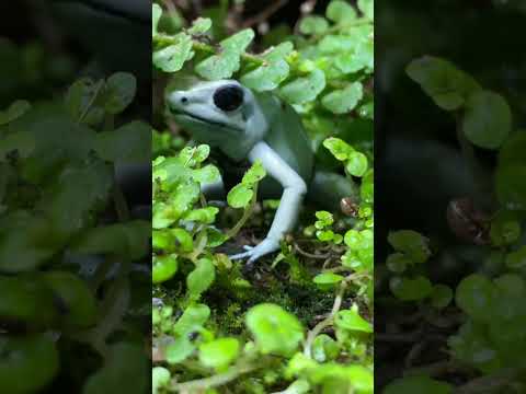 HOW TO FEED THE WORLD'S MOST POISONOUS FROGS!  #animals #frog