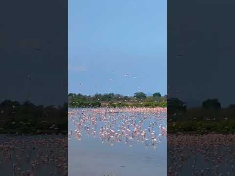 Pink Wonders: Discovering Flamingos at Navi Mumbai 2023