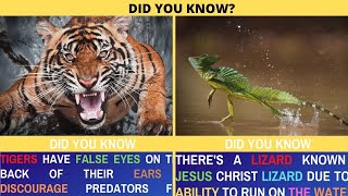 Did You Know Facts #1 || The Amazing Facts You Should Know #1