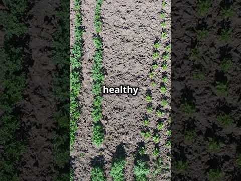 Sustainability Focus: Organic vs Chemical Farming – What’s the Real Impact? #SustainableFarming