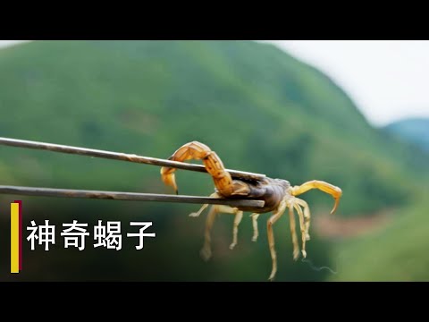 【Clip】Magic scorpion | The Tale of Chinese Medicine S2 EP 05