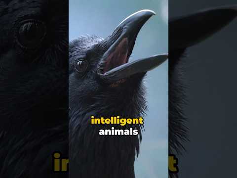 The Smartest Bird on Earth