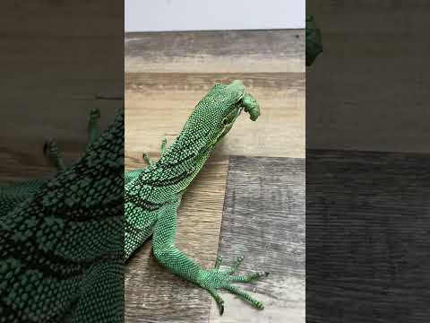 Acrobatic Feeding Frenzy: Green Tree Monitor vs. Giant Blue Hornworms!