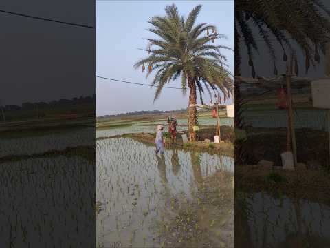 Farming #trending #cultivation #love #cute #happy #dance #viral #shorts #reels