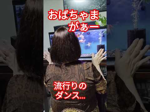 [金魚]　大好きな金魚に65歳のおばちゃまが流行りのダンスを見せてあげました🤣下手ですみません🤣🤣#流行りのダンス #金魚