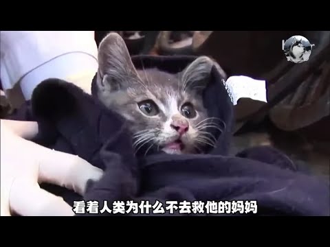 小猫坚守快200个小时，有妈才有家才不是流浪，万物皆有灵#动物