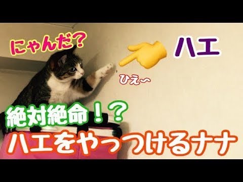 ハエをやっつける　ネコ