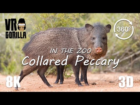 VR in the Zoo: Collared Peccaries (short)- 8K 360 3D