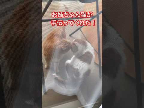 シャンプー後の毛づくろいをお姉ちゃん猫が手伝いに来てくれた#猫動画 #猫シャンプー #やさしい