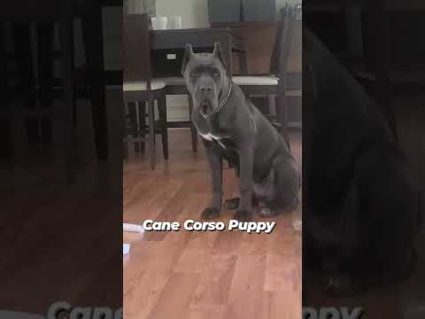 Achilles was 7 months in this video. Follow us for more Cane Corso videos!