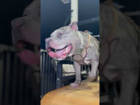 Tongue out sun down #puppy #fyp #viralshort #dog #dogtreadmill #training #amercianbully #shorts