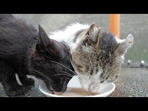 梅雨の大雨の中でLeicaQ3をジンバルにのせてさくらねこの給餌動画を撮影ました