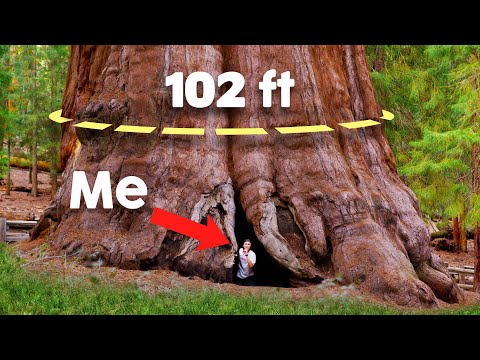 I Slept Inside the Biggest Tree on Earth