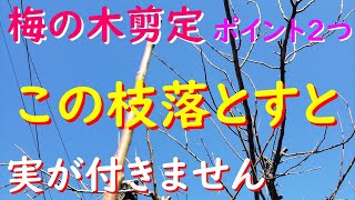 【梅の木の剪定】この枝落とすと来年実が付きません！ポイントと要点2つお伝えします