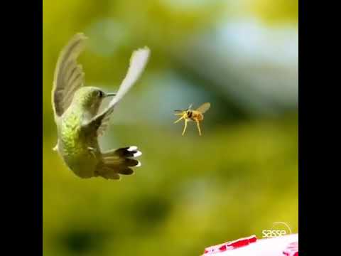 Hummingbird vs Wasp