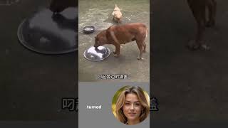 #shorts intelligent dog outsmarts the chicken #dogsworld  #smartdog #funnydog #dogviral #funnyanimal