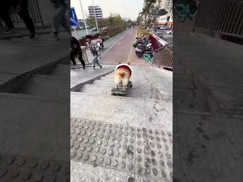 A skateboard Corgi.  #smartdogs  #corgi